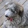 Marco - @marcocanada - TikTok