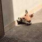 Marco Castaldi - @marco.anna.iron - Instagram