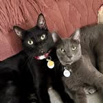 marco & chico - @loudcatmarco - Instagram