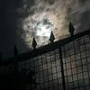 Marco Daniel Silva Cazal - @marcodanielsilvac - TikTok