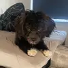 Charlie my dog - @marcohansen118 - TikTok