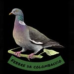 Marco_hunter - @febbre_da_colombaccio - Instagram