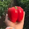 marco olivas - @agro_buki - TikTok