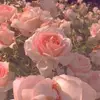 marcopercy6192 - @marcopercy6192 - TikTok