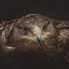 Marco Roa - @marcoroa157 - TikTok