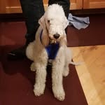 Marco Walsh - @marco_the_bedlington - Instagram