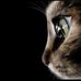 Marcos Meraz - Facebook