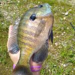 Marcus Aaron - @marcus_aaron_fishing_hunting - Instagram