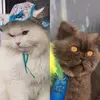 Marcus Abreu - @marcusabreu01 - TikTok