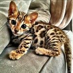 marcus alexis - @solistonito682 - Instagram