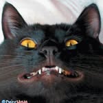 Marcus Askew - @theres_a_cat_in_moy_box - Instagram