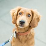 Marcus Avery - @marcustheminidoodle - Instagram