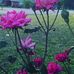 DeMarcus Barnwell - Facebook
