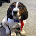 Marcus - @marcus_the_bassett_hound_ - Instagram
