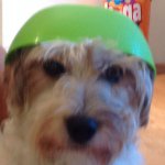 Marcus Biggs - @marcus_dog22 - Instagram