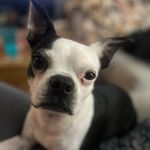 Marcus Allen - @marcusbostonpup - Instagram