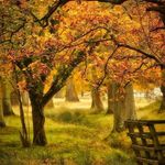 Marcus Britton - @blueforestdweller - Instagram