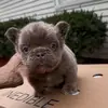 ToP Quality Kennel - @marcusbroadnax - TikTok