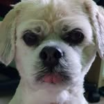 Marcus Lhasa - @marc.usbrodie - Instagram