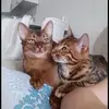 Marcus & Chester - @marcus__chester - TikTok