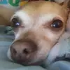 Marcus Childers - @chiweeniesarenotthatbad - TikTok