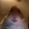 Hamster cult - @concepcionmarcusdelmarc - TikTok