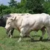 marcusdarr950 - @marcusdarr950 - TikTok