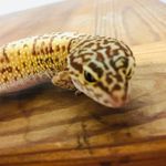 Marcus Doherty - @cleo.the.leopard.gecko - Instagram