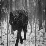 Marcus Dougherty - @thewolfpack06 - Instagram