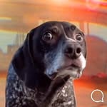 Marcus Elliott - @saucypaws - Instagram