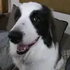Please help save my dog 🙏 - @marcuselrod1998 - TikTok