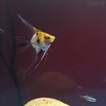 Fishy Account Eh? - @_marcusfish - Instagram