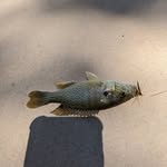 marcus fish pics - @fishing_man_baby - Instagram