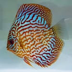 Marcus Fish Room 🐟🐠🐡 - @marcusfishroom - Instagram