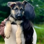 Marcus & Janette German shepherd puppies for adoption - @marcusj_german_shepherds - Instagram