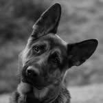 Marcus Barinas 🐶🇨🇴 - @marcus_german_shepherd - Instagram