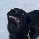 Marcus German Shepherd - @marcus_gershepherd - Instagram