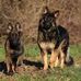 Marcus German shepherd - Facebook