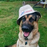 Marcus_GermanShepherd - @marcus_germanshepherd - Instagram