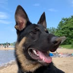 Marcus - @marcus__german_shepherd - Instagram