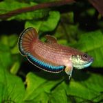Marcus Goetz - @marcusgoetzaquaristik - Instagram