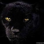 Marcus Gomillion - @gomillion.marcus - Instagram