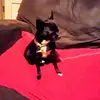 Mark Greathouse. mutt - @mark.greathouse5 - TikTok