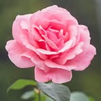 Marcus Greenly - Facebook
