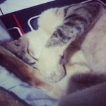 Marcus Hanks - @madderongo - Instagram