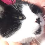 Marcus & Harold The Cats - @marcusandharoldthecats6969 - Instagram