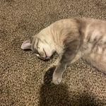 Marcus Helton - @marcushelton99 - Instagram