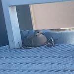Marcus Hendren - @justmarcush51 - Instagram