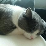 marcus herrington - @marcus_the_kitty10 - Instagram