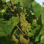 Marcus Hill Wines - @marcushillwines - Instagram